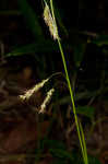 Cherokee sedge